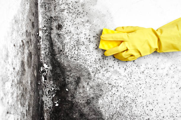 Best Commercial Mold Removal  in West Babylon, NY