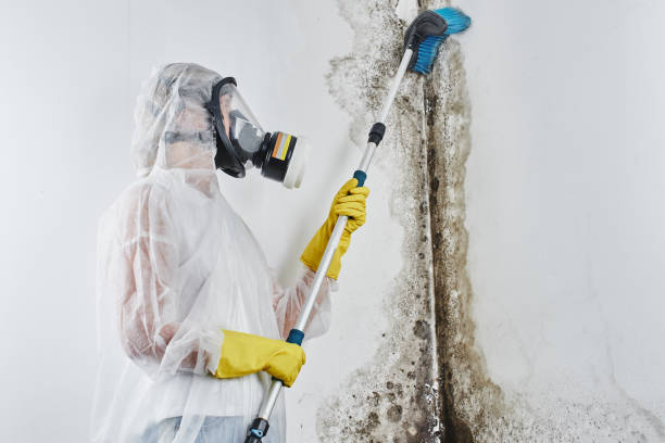 Best Attic Mold Removal  in West Babylon, NY