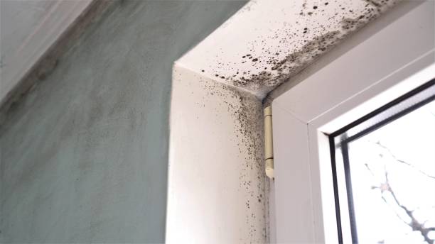 Best Toxic Mold Removal  in West Babylon, NY