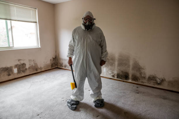 Best Local Mold Removal Service  in West Babylon, NY